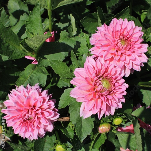 pink dahlia flower