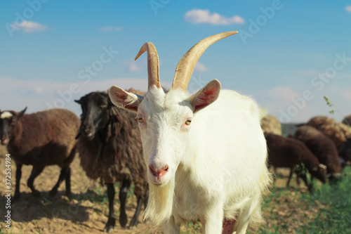 white goat on the background of rams for a walk