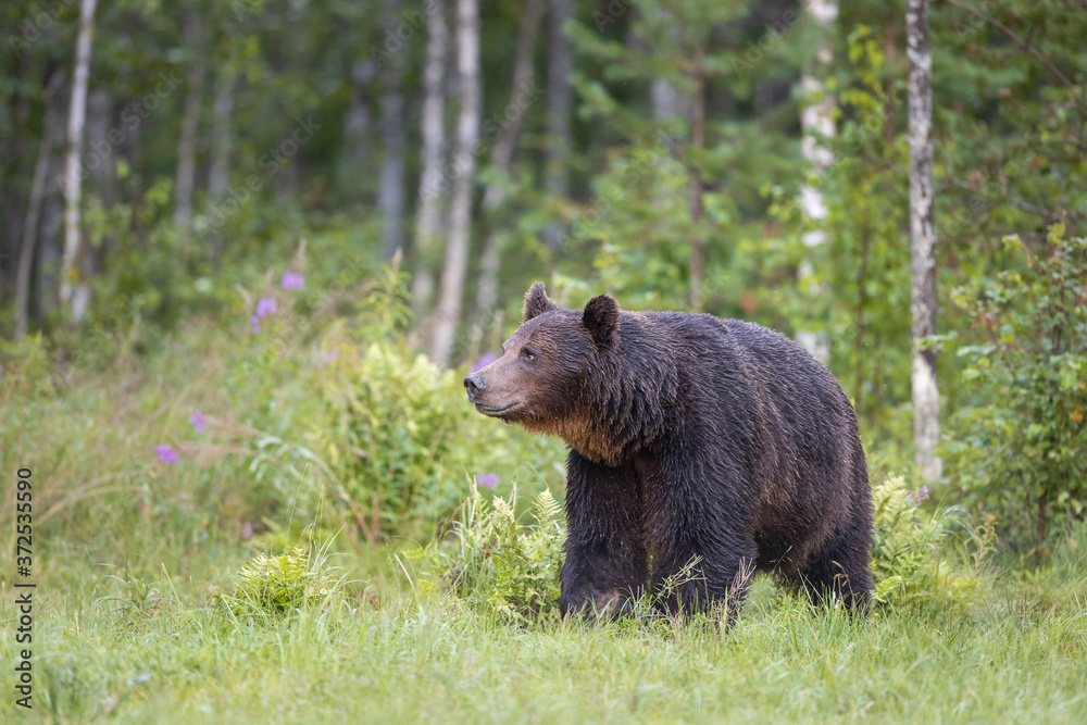 Fototapeta premium Large brown bear ursus arctos standing in front of green boreal forest, Finland