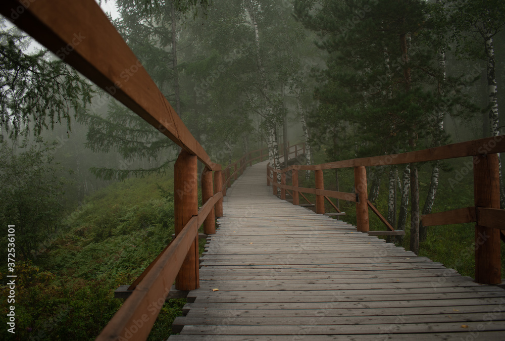 Fototapeta premium Fog in the forest. Morning in the park