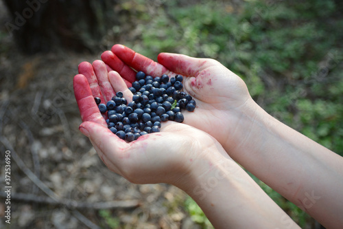 Picking blueberries in forest. Woman hands picking buleberries. Red hands after blueberries picking. Forest fruits harvest in Czech Republic. European forest.