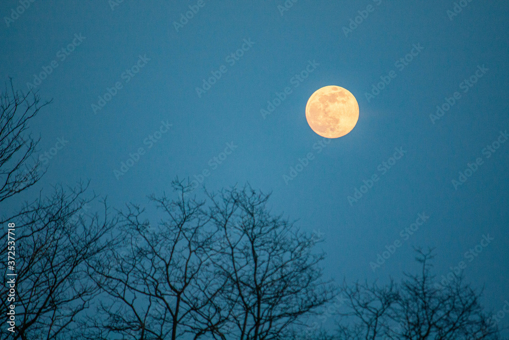 Fototapeta premium Lune