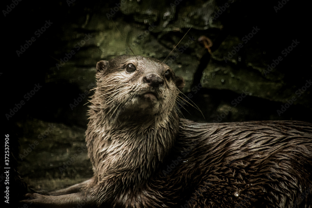 Small clawed playing in the water Small clawed playing in the water