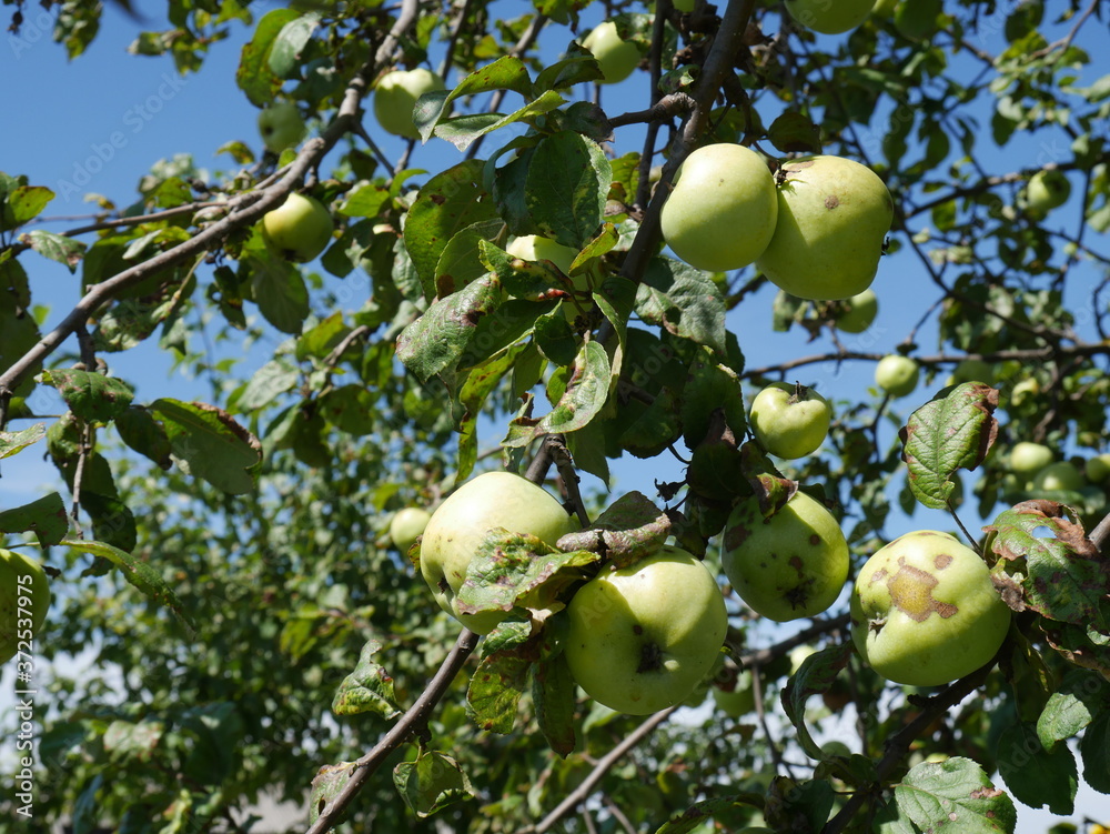 apples hanging on a tree in summer
