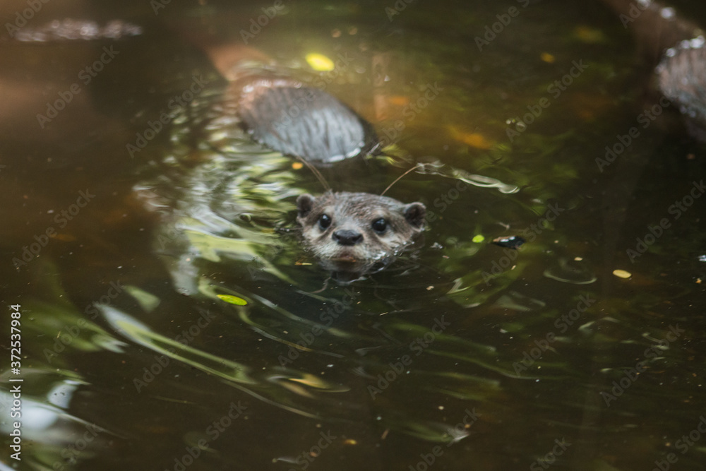 Small clawed playing in the water Small clawed playing in the water