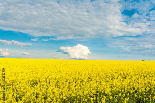 Blooming canola field. Bright Yellow rapeseed oil. Flowering rapeseed with blue sky white clouds