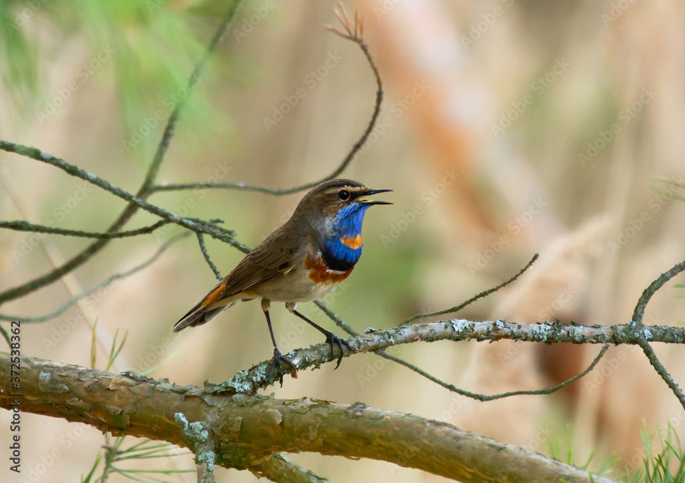 Bluethroat (Luscinia svecica) on the branch Bluethroat (Luscinia svecica) on the branch