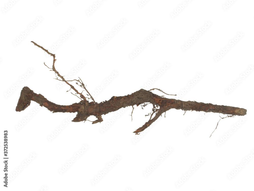 Fototapeta premium Root of old tree isolated on white background.