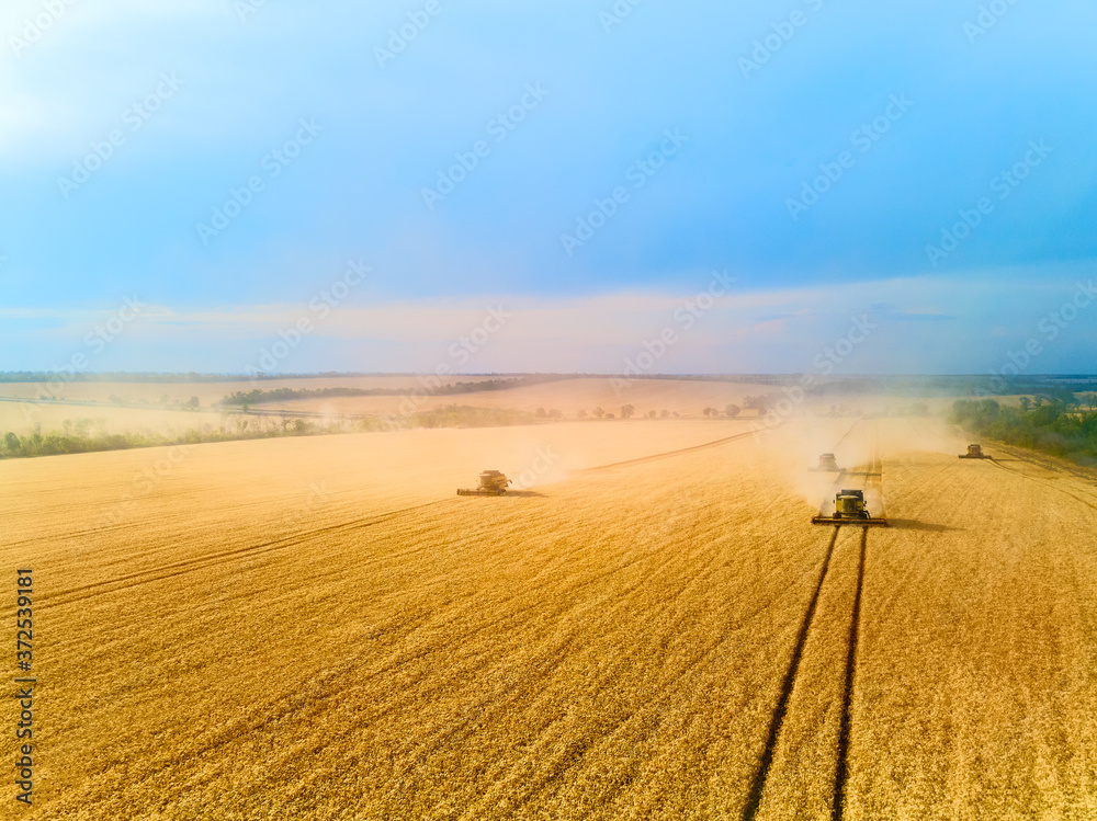 Aerial drone view: combine harvesters working in wheat field on sunset. Harvesting machine driver cutting crop in farmland. Organic farming. Agriculture theme, harvesting season. Quadcopter photo.