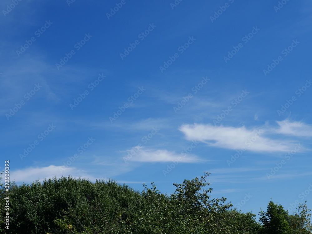 blue sky and tree-tops in the summer blue sky and tree-tops in the summer