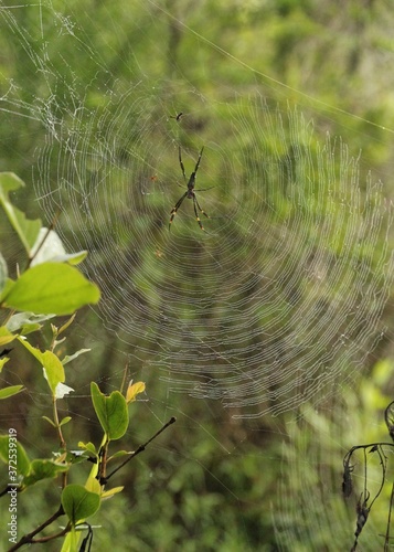 Nephila Spider  Web