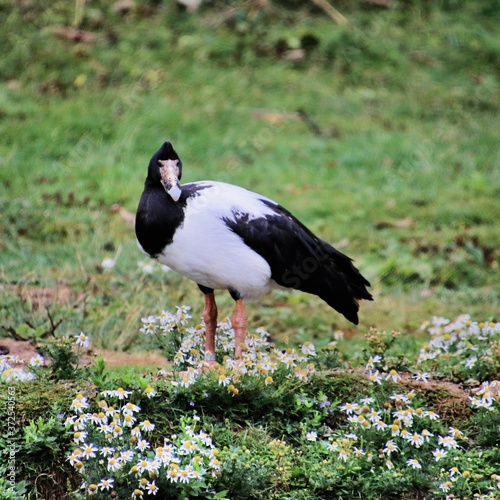 A view of a Magpie Goose