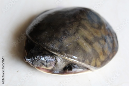 wild asian black terrapin turtle of india beautifule terrapin turtle found in india wildlife photograpy of terrapin HD photo