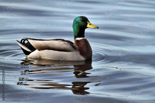 A view of a Duck on the water