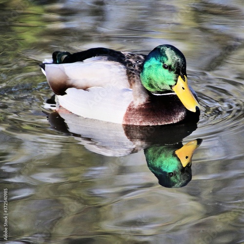 duck on the water