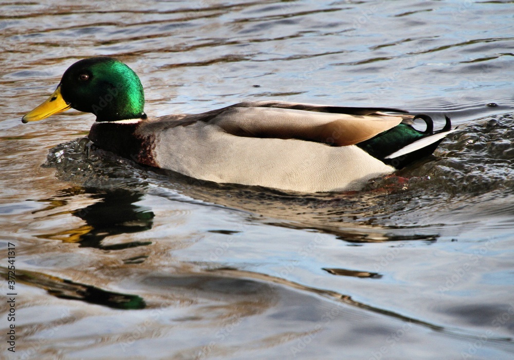 Obraz premium duck on the lake