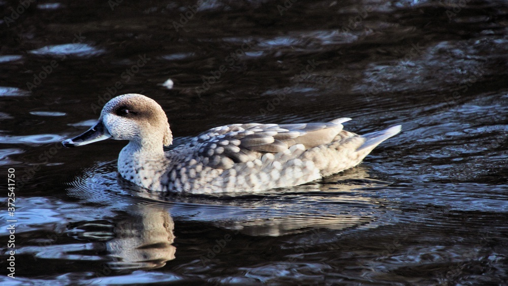 Obraz premium A Marbled Teal duck on the water