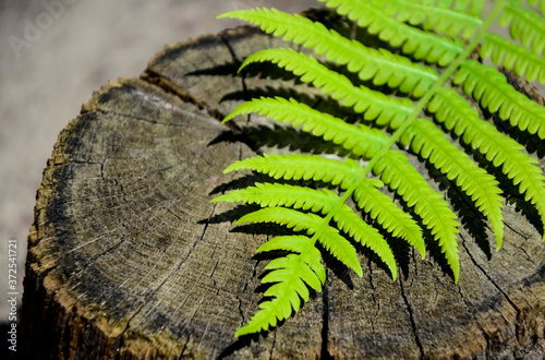 GREEN FERN LEAF ON AN OLD WOODEN BACKGROUND. THE SHADOW OF THE FERN SHEET ON A WOODEN BACKGROUND.