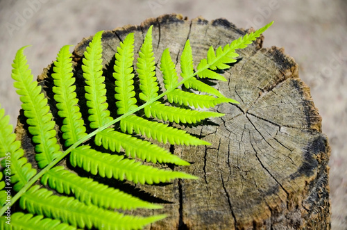 GREEN FERN LEAF ON AN OLD WOODEN BACKGROUND. THE SHADOW OF THE FERN SHEET ON A WOODEN BACKGROUND.