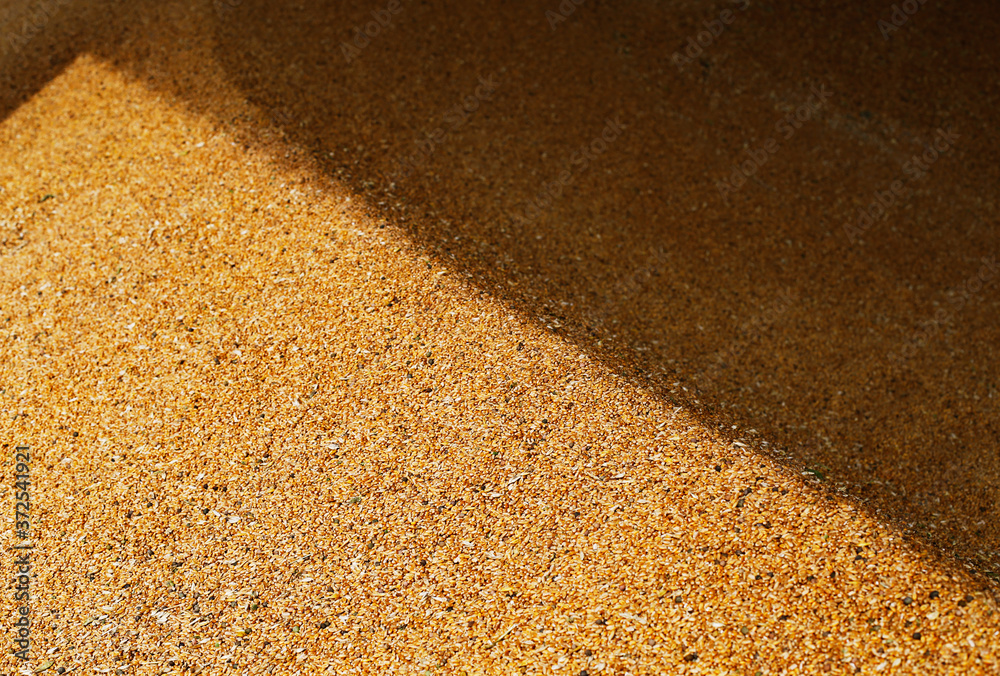 Grain of wheat, rye. Harvesting of agricultural crops.
