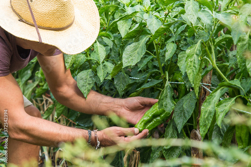 farmer picking green peppers on the farm