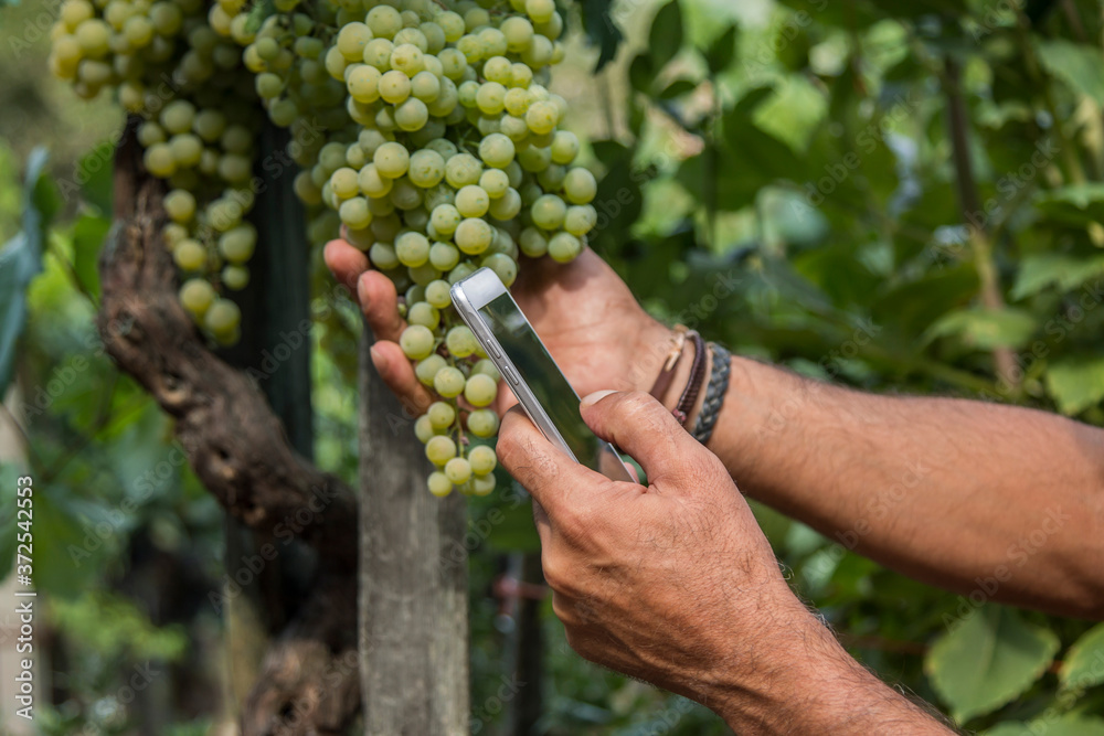man using mobile phone in vineyard close up view man using mobile phone in vineyard close up view
