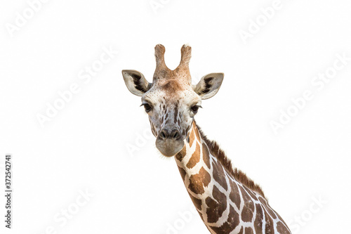 The Angolan giraffe (Giraffa giraffa angolensis), also known as the Namibian giraffe, is a subspecies of giraffe that is found in northern Namibia, south-western Zambia, Botswana and Zimbabwe. © DmitriiK
