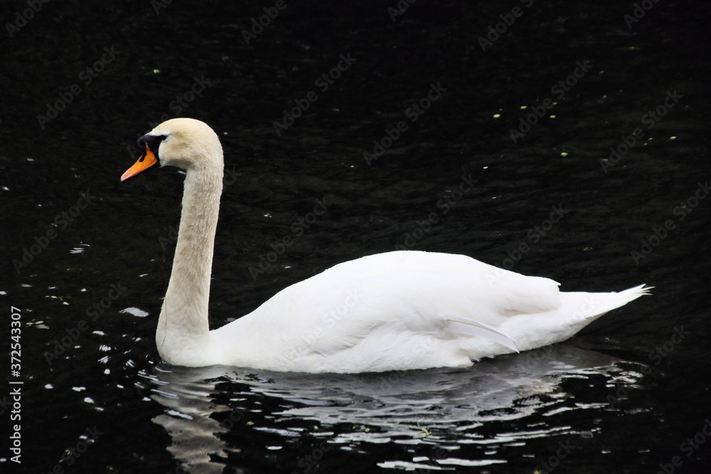 Fototapeta premium A view of a Mute Swan