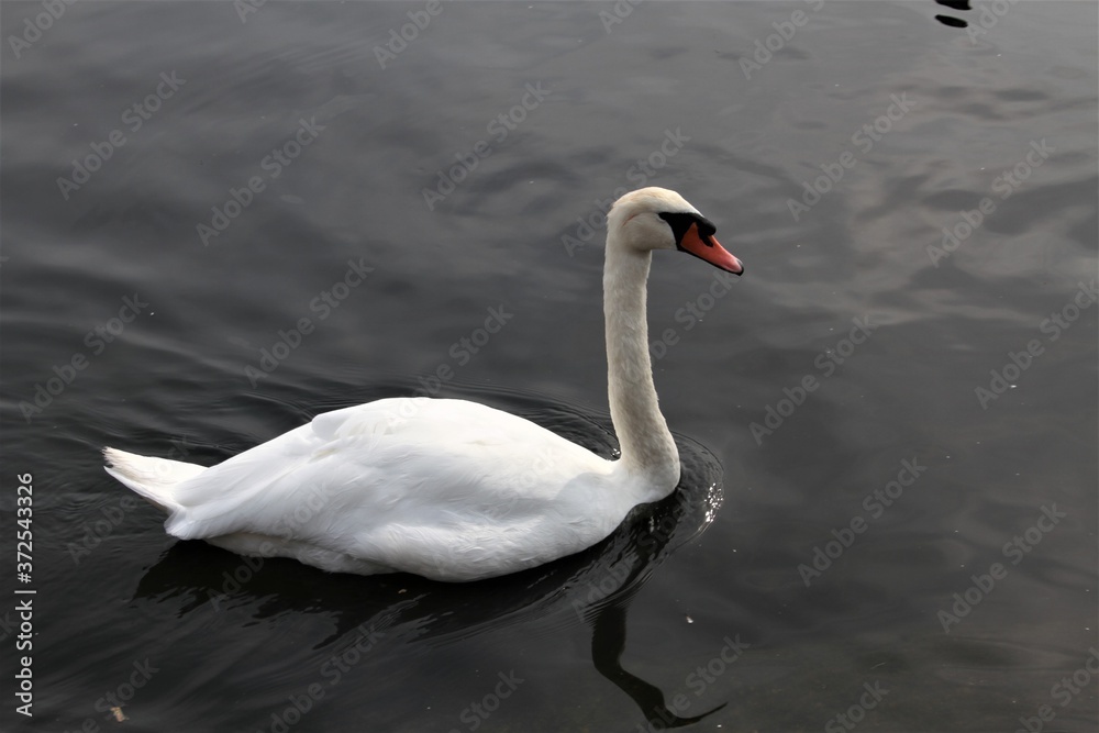A view of a Mute Swan A view of a Mute Swan