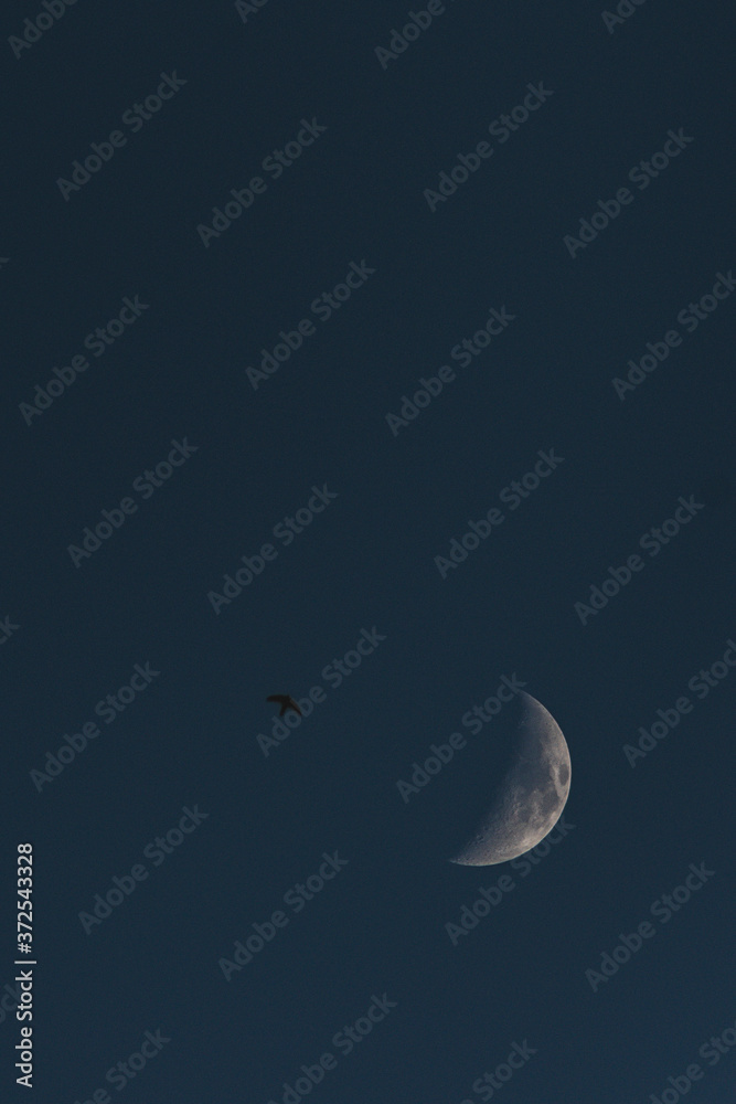 Flying bird and bright moon in the sky. Half moon Flying bird and bright moon in the sky. Half moon