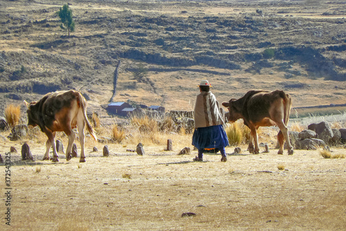 Peruvian farming woman walking with cows, rural countryside, Peru, South America