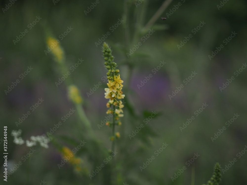 Field with yellow flowers shot with shallow depth of field with the aid of a monocle.