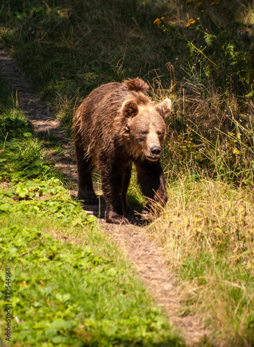 zoo niedźwiedź brunatny spacerujący po wybiegu