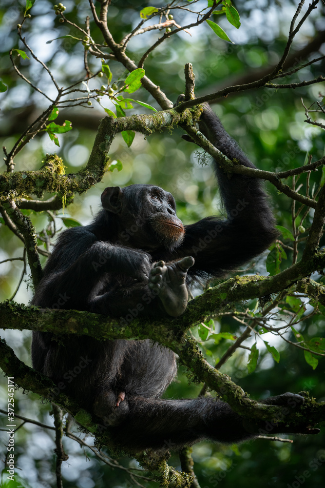 Chimpanzee looking for berries on a tree Chimpanzee looking for berries on a tree