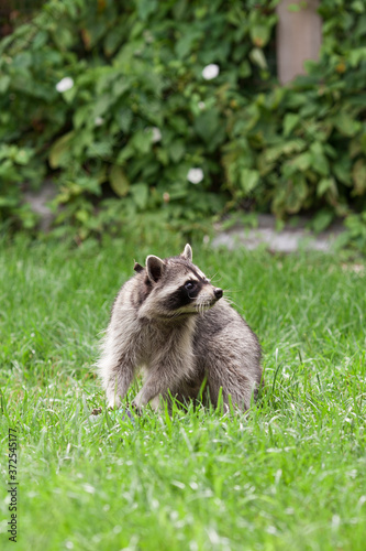 Little raccoon plays in summer on green grass