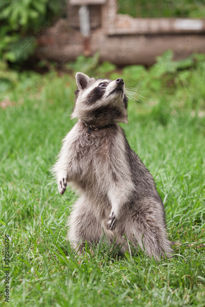 Fototapeta premium Little raccoon plays in summer on green grass