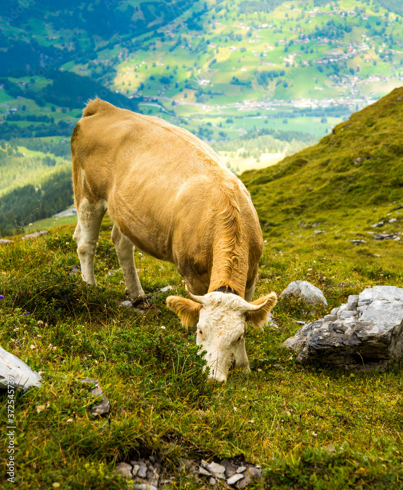 A Brown Swiss cow grazing along the Eiger trail in the Alps mountains