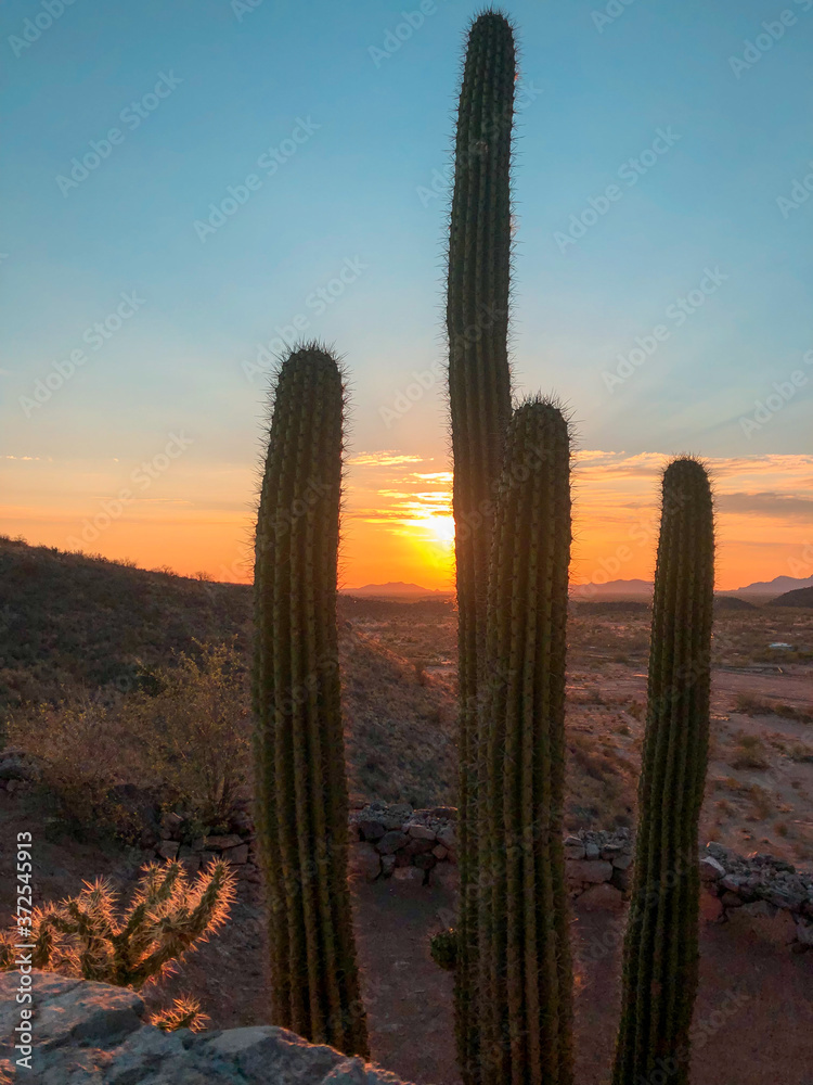 Cactus in Front of Sunset