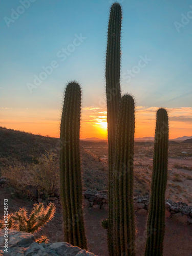 Cactus in Front of Sunset
