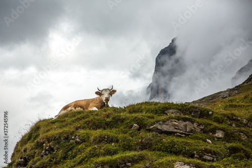 A Brown Swiss cow resting along the Eiger trail in the Alps mountains above Lauterbrunnen, Switzerland.