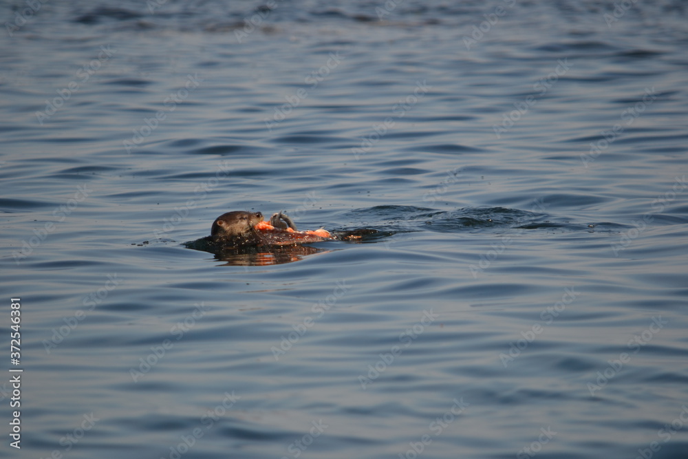 Fototapeta premium Seeotter im Wasser Victoria/ Vancouver Island/ Canada