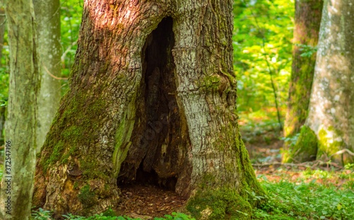 Obraz na płótnie Natura... Woda.. Las... w salonie