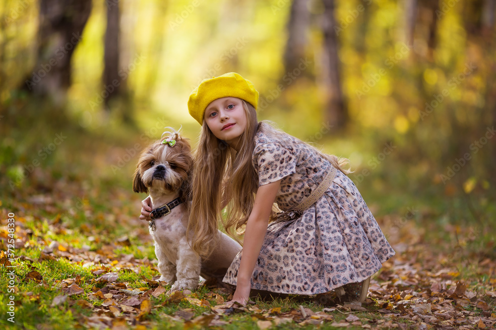 A cute girl in a yellow beret hugs a Shih Tzu dog in the autumn forest. A girl walks with a dog in an autumn park.