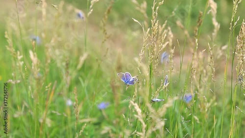 Common blue butterfly on the grass