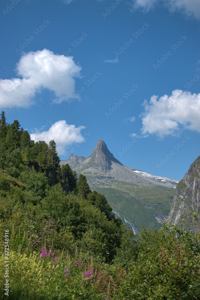 Zerfreilahorn in der Schweiz 31.7.2020