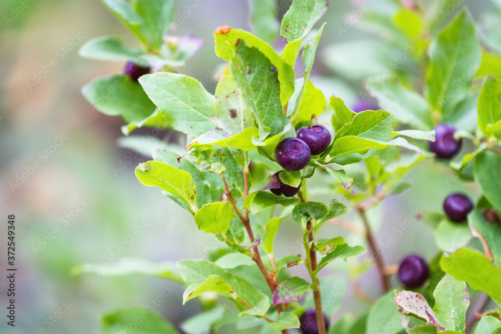 Fresh ripe huckleberries Fresh ripe huckleberries