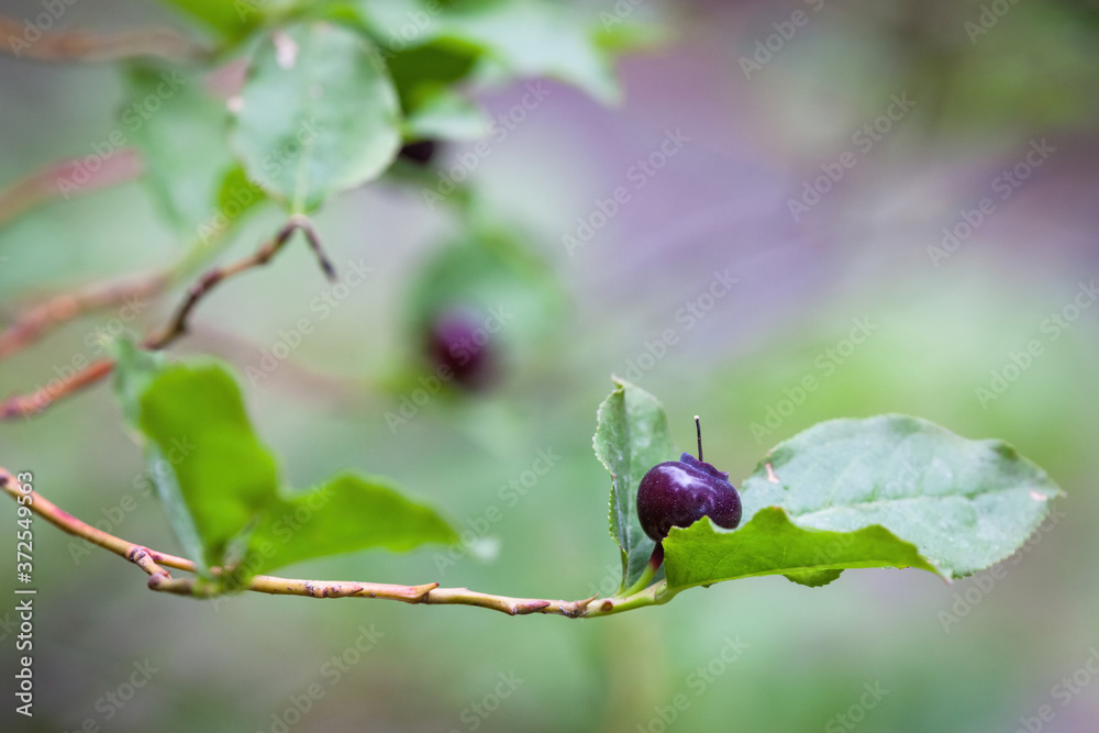 Fresh ripe huckleberries Fresh ripe huckleberries