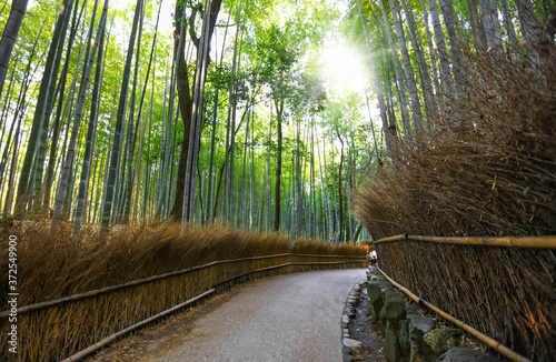 Famous Bamboo forest in Kyoto city, Japan 