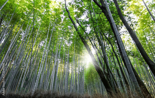 Famous bamboo forest in Kyoto city  Japan 