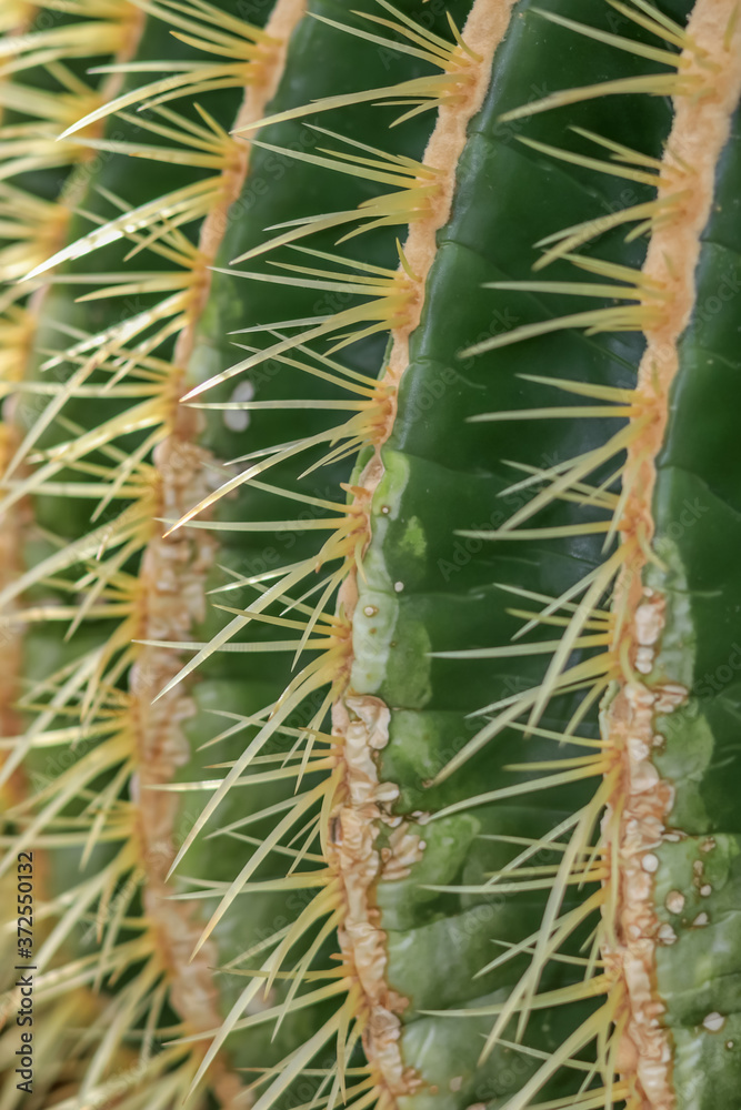 Close up shot of cactus plant
Close up shot of cactus plant
